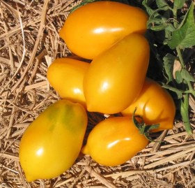 Russian Lemon paradicsom - Orosz Citrom, Lycopersicum esculentum, paradicsom